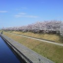 桜を楽しみつつ