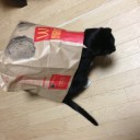 ネコちゃんず996日目