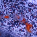 7月3日の日記　飼育19日目