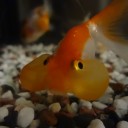 7月3日の日記　飼育19日目