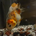 7月4日の日記　飼育20日目