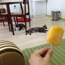 金曜　〓猫と買い物と〓