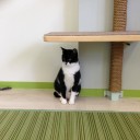 金曜　〓猫と買い物と〓