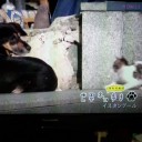 「これぞネコ！」その２