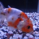 7月5日の日記　飼育21日目