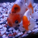 7月5日の日記　飼育21日目