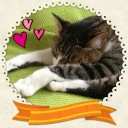 ネコちゃんず1000日目！