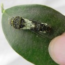 うんことカマキリとソラ吉　“そして”　の巻