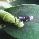 うんことカマキリとソラ吉　“そして”　の巻
