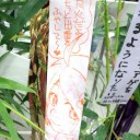 【ネグザ】羽川さんのラジオ体操