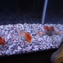7月8日の日記　飼育24日目
