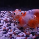 7月8日の日記　飼育24日目