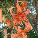 オニユリの花が咲いた。