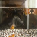 7月9日の日記　飼育25日目