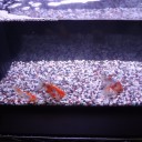 7月12日の日記　飼育28日目