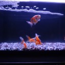 7月12日の日記　飼育28日目