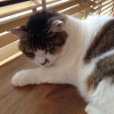 水曜　〓カレーと猫と〓