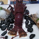 伊勢海老づくし