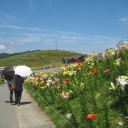 琵琶湖・函館山ゆり園
