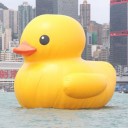 2013/7/25 黄色の巨大アヒル、次は台湾に 年末、基隆に登場