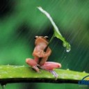 長雨デスね(*_*) 癒やしにどうぞ。