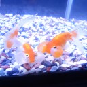 8月1日の日記　飼育48日目