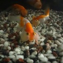 8月1日の日記　飼育48日目
