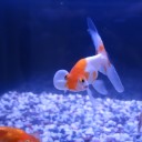 8月1日の日記　飼育48日目