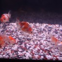 8月2日の日記　飼育49日目