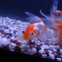 8月2日の日記　飼育49日目