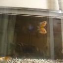 8月3日の日記　飼育50日目