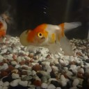 8月3日の日記　飼育50日目
