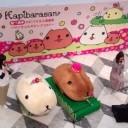 Kapibara