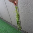 8月4日の日記　飼育51日目　その2