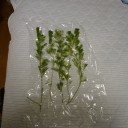 8月4日の日記　飼育51日目　その2