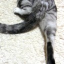 メタモンのめざパちょっと迷ったんでちょっと書くね