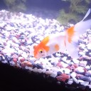 8月7日の日記　飼育54日目