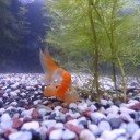 8月8日の日記　飼育55日目