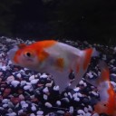 8月9日の日記　飼育56日目