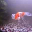 8月15日の日記　飼育62日目