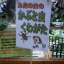 7匹600円（小さいけど