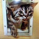 お気楽猫話