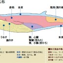 鯨スリーブ