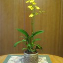 オンシジュームの花