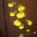 オンシジュームの花