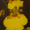 オンシジュームの花