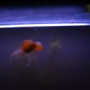 8月17日の日記 飼育64日目