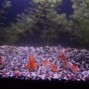 8月20日の日記　飼育67日目