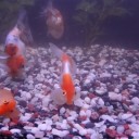 8月20日の日記　飼育67日目