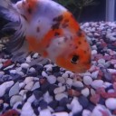 8月20日の日記　飼育67日目